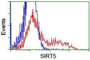 HEK293T cells transfected with either RC200189 overexpress plasmid (Red) or empty vector control plasmid (Blue) were immunostained by anti-SIRT5 antibody (ABIN2454874), and then analyzed by flow cytometry. (SIRT5 anticorps)