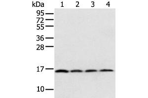 Western blot analysis of 231 Hela K562 cell and Human bladder carcinoma tissue using MRPS18C Polyclonal Antibody at dilution of 1:800 (MRPS18C anticorps)
