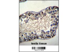 TSSK6 Antibody immunohistochemistry analysis in formalin fixed and paraffin embedded human testis tissue followed by peroxidase conjugation of the secondary antibody and DAB staining. (TSSK6 anticorps  (N-Term))