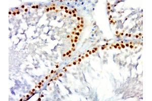 Paraformaldehyde-fixed, paraffin embedded rat testis, Antigen retrieval by boiling in sodium citrate buffer (pH6. (PCNA anticorps  (AA 201-261))