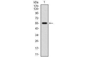 Western blot analysis using NFE2L2 mAb against human NFE2L2 (AA: 356-589) recombinant protein.