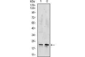 Western blot analysis using NME2 mouse mAb against Hela (1), and Raji (2) cell lysate.