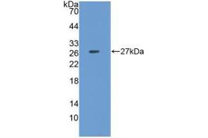 Western blot analysis of recombinant Pig CLU. (Clusterin anticorps  (AA 229-446))