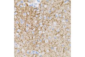 Immunohistochemistry of paraffin-embedded mouse brain using NTF3 antibody. (Neurotrophin 3 anticorps)