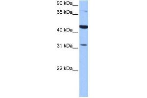 TPRXL antibody used at 0.