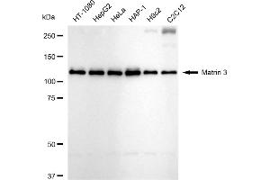 Western blotting analysis using Matrin 3 antibody (ABIN7799337). (Recombinant MATR3 anticorps)