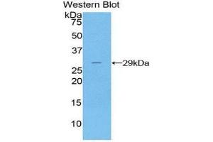 Western Blotting (WB) image for anti-Deoxyribonuclease I (DNASE1) (AA 19-259) antibody (ABIN1174249) (DNASE1 anticorps  (AA 19-259))