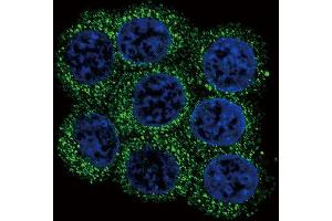 Immunofluorescence (IF) image for anti-Proprotein Convertase Subtilisin/kexin Type 2 (PCSK2) antibody (ABIN3003341)