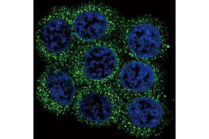 Immunofluorescence (IF) image for anti-Proprotein Convertase Subtilisin/kexin Type 2 (PCSK2) antibody (ABIN3003341) (PCSK2 anticorps)