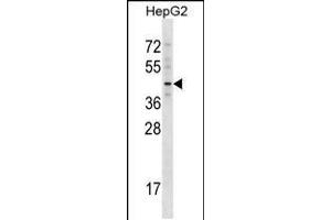 Western blot analysis in HepG2 cell line lysates (35ug/lane). (TBX20 anticorps  (C-Term))