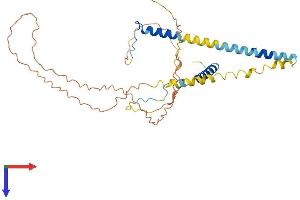 AlphaFold protein structure predicition of Human Recombinant RSRC1 Protein, UniprotID Q96IZ7