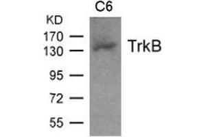 Western blot analysis of extract from C6 cell and using TrkB. (TRKB anticorps  (AA 703-707))