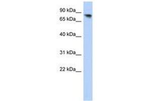 Image no. 1 for anti-Protocadherin alpha 12 (PCDHA12) (AA 107-156) antibody (ABIN6741058) (PCDHA12 anticorps  (AA 107-156))