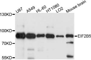 Western blot analysis of extracts of various cell lines, using EIF2B5 antibody. (EIF2B5 anticorps)