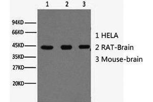 Western Blot analysis of Hela (1) Rat brain (2) Mouse brain (3) using beta actin Monoclonal Antibody at dilution of 1:10000. (beta Actin anticorps)