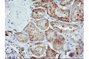 Immunohistochemical staining of paraffin-embedded Human Kidney tissue using anti-IGJ mouse monoclonal antibody. (IGJ anticorps)