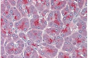 Pancreas, Human: Formalin-Fixed, Paraffin-Embedded (FFPE) (TPCN2 anticorps  (AA 735-747))