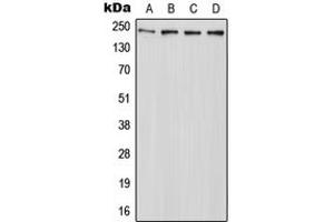Western blot analysis of ABCA7 expression in HeLa (A), Raw264.