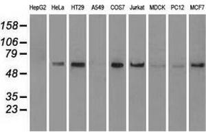 Western blot analysis of extracts (35 µg) from 9 different cell lines by using anti-anti-NRBP1monoclonal antibody. (NRBP1 anticorps)