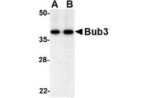 Western blot analysis of bub3 in Jurkat cell lysate with AP30173PU-N bub3 antibody at (A) 0. (BUB3 anticorps  (C-Term, N-Term))