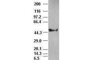 Image no. 3 for anti-Keratin 18 (KRT18) (AA 69-372) antibody (ABIN1491637)