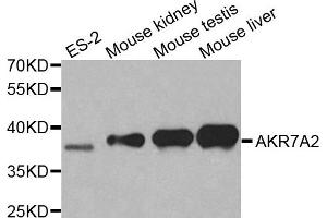 Western blot analysis of extracts of various cell lines, using AKR7A2 antibody. (AKR7A2 anticorps)