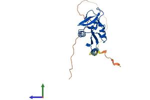 AlphaFold protein structure predicition of Mouse Recombinant Clec2i Protein, UniprotID Q9WVF9