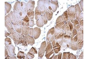 IHC-P Image RRM2 antibody [N1C1] detects RRM2 protein at cytoplasm on mouse muscle by immunohistochemical analysis.