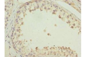 Immunohistochemistry of paraffin-embedded human testis tissue using ABIN7165329 at dilution of 1:100 (TMEM166 anticorps  (AA 58-152))