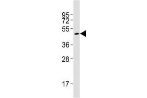Western blot testing of Smad3 antibody at 1:2000 dilution + rat brain lysate; Observed molecular weight: 48~55 kDa.