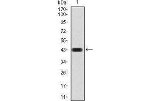 Western blot analysis using CBX4 mAb against human CBX4 (AA: 397-514) recombinant protein. (CBX4 anticorps  (AA 397-514))