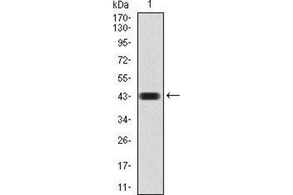 CBX4 抗体  (AA 397-514)