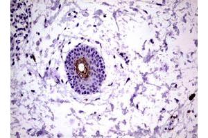 Image no. 1 for anti-Kallikrein 8 (KLK8) (AA 33-260) antibody (ABIN1491415)