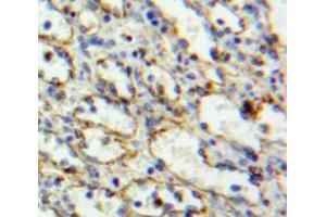 Used in DAB staining on fromalin fixed paraffin-embedded spleen tissue