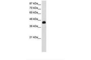Image no. 1 for anti-Transcription Elongation Factor A (SII), 3 (TCEA3) (AA 228-277) antibody (ABIN6735861) (TCEA3 anticorps  (AA 228-277))