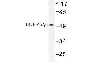 Image no. 1 for anti-Hepatocyte Nuclear Factor 4, alpha (HNF4A) antibody (ABIN272188) (HNF4A anticorps)