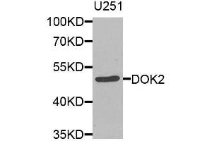 Western blot analysis of extracts of U-251MG cells, using DOK2 antibody (ABIN5974600) at 1/1000 dilution. (DOK2 anticorps)