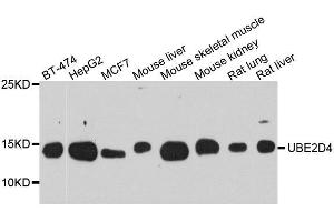Western blot analysis of extracts of various cell lines, using UBE2D4 antibody. (UBE2D4 anticorps  (AA 1-147))