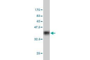 Western Blot detection against Immunogen (36.