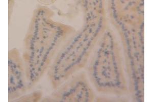 anti-Sirtuin 6 (SIRT6) (AA 1-334) antibody