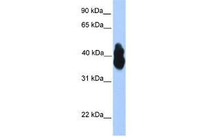 WB Suggested Anti-OLIG2 Antibody Titration:  0. (OLIG2 anticorps  (N-Term))
