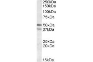ABIN570980 (1µg/ml) staining of KELLY lysate (35µg protein in RIPA buffer). (HTR7 anticorps  (C-Term))