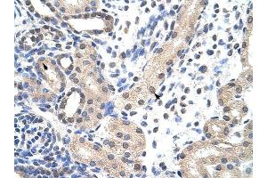 SNRPD1 antibody was used for immunohistochemistry at a concentration of 4-8 ug/ml to stain Epithelial cells of renal tubule (arrows) in Human Kidney. (SNRPD1 anticorps  (N-Term))