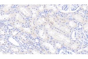 Detection of CASP6 in Bovine Kidney Tissue using Polyclonal Antibody to Caspase 6 (CASP6)