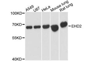 Western blot analysis of extracts of various cell lines, using EHD2 antibody. (EHD2 anticorps  (AA 244-543))
