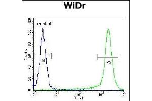AC1L2 Antibody (N-term) (ABIN654847 and ABIN2844513) flow cytometric analysis of WiDr cells (right histogr) compared to a negative control cell (left histogr). (AMAC1L2 anticorps  (N-Term))