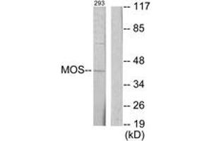 Western blot analysis of extracts from 293 cells, using MOS Antibody.