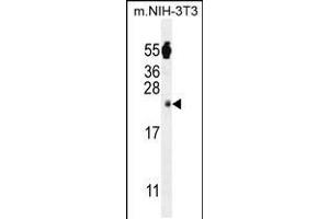 Western blot analysis in mouse NIH-3T3 cell line lysates (35ug/lane).