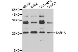 Western blot analysis of extracts of various cell lines, using SAR1A antibody (ABIN4905086) at 1:1000 dilution. (SAR1A anticorps)