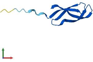 AlphaFold protein structure predicition of Mouse Recombinant Mrpl33 Protein, UniprotID Q9CQP0